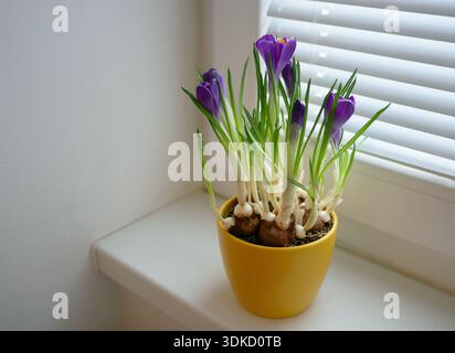 Fleurs de crocus violettes florissantes poussant à partir de bulbes dans un pot jaune sur un rebord de fenêtre. Décor de maison de printemps, jardinage d'intérieur, fleurs fraîches, lumière naturelle, Banque D'Images