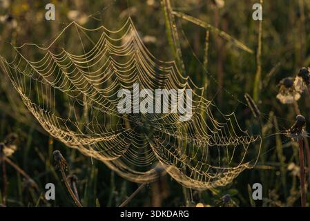 Toile d'araignée délicate recouverte de gouttes de rosée chatoyantes dans la lumière du soleil du matin, reflétant la lueur de l'heure d'or sur les fils d'herbe, montrant une structure de réseau naturelle complexe Banque D'Images