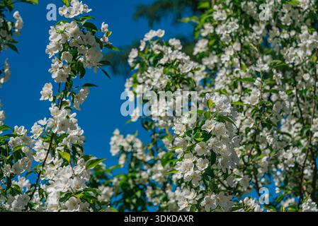 Les fleurs de pommiers débordant de pétales blancs recouvrent d'abondantes branches d'arbres, créant un affichage floral luxuriant sur le ciel bleu vif, symbolisant la croissance fraîche et la beauté botanique du printemps Banque D'Images