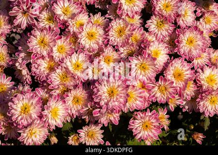 Gros plan de fleurs de chrysanthème violettes, blanches et jaunes poussant dans un récipient en automne. Banque D'Images