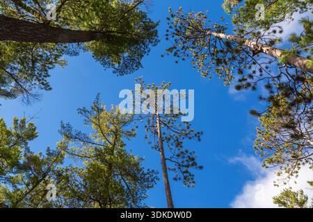 Regardant vers le haut convergent Pinus - pins en automne, Banque D'Images