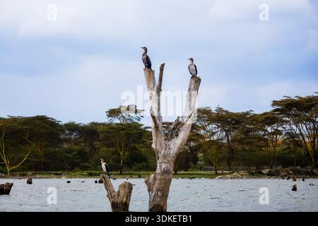 Cormorans à poitrine blanche perchés sur un arbre mort dans le lac Naivasha, Kenya Banque D'Images