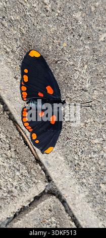 Papillon Atala reposant sur du béton au soleil Banque D'Images