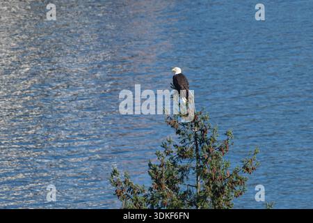 Un aigle à tête blanche mâle est perché sur un grand arbre à feuilles persistantes surplombant la crique de Saanich à Britich Columbia. Banque D'Images