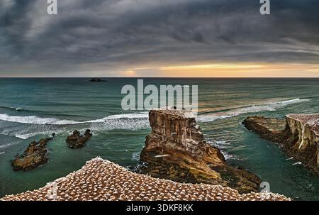Muriwai Beach au coucher du soleil est une belle plage sauvage avec du sable volcanique noir sur la côte ouest de la région d'Auckland dans l'île du Nord de la Nouvelle-Zélande Banque D'Images