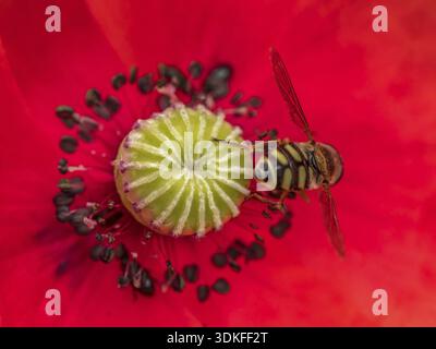 Plan rapproché extrême du réceptacle de fleur de pavot avec des étables en fleur avec une abeille pollinisant Banque D'Images