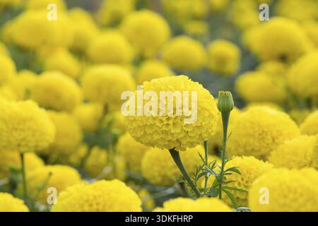 Fleurs de champs de fleurs jaunes, selective focus Banque D'Images