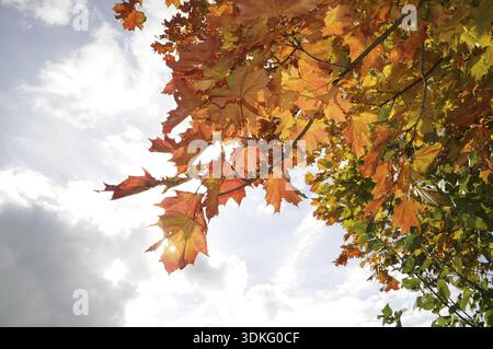 Feuilles d'érable, automne, feuille, feuilles, feuille d'érable, érable, feuilles, feuilles d'automne, coloré, branche d'érable, branches d'érable, couleur, octobre, jaune, orange, Banque D'Images