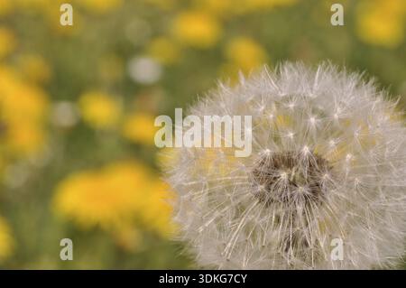 Prairie, pissenlit, graines, graines de pissenlit, nature, printemps, taraxacum, pissenlit, cowflower Banque D'Images