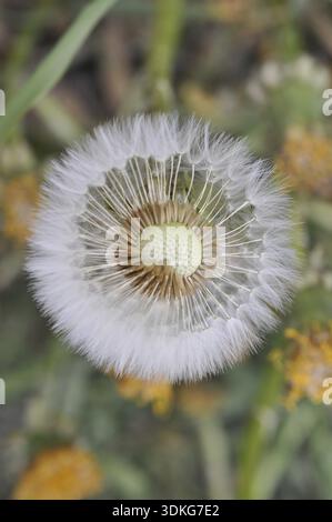 Prairie, pissenlit, graines, graines de pissenlit, nature, printemps, taraxacum, pissenlit, cowflower Banque D'Images