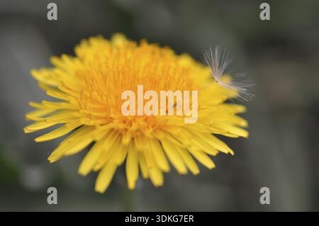 Prairie, pissenlit, graines, graines de pissenlit, taraxacum, pissenlit, cowflower, nature, printemps, printemps Banque D'Images