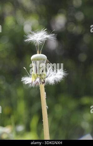 Pissenlit, pissenlit, cowflower, plante, prairie, printemps, graine, botanique, nature Banque D'Images