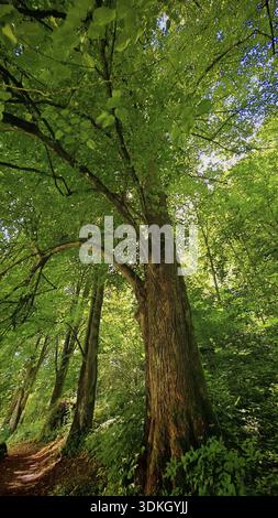 Grand arbre à côté d'un chemin étroit dans une forêt dense et verte, forêt franconienne, Allemagne Banque D'Images