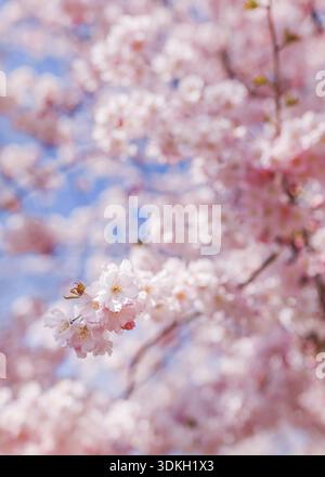 Cerisiers en fleurs à Vienne en spirales Banque D'Images