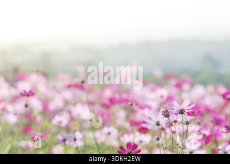 Cosmos fleurs dans la nature, l'arrière-plan flou, douce fleur, rose clair et rose foncé cosmos Banque D'Images