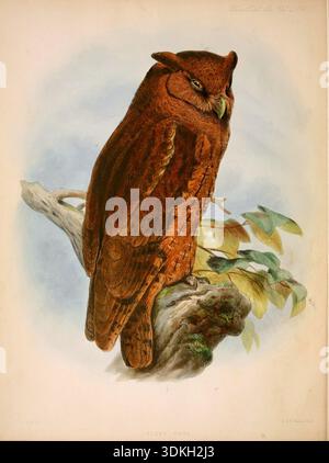 'Scops usta' , Eurasian Sops Owl (Otus Sops) --lithographie d'oiseau d'époque par Joseph Wolf probablement 1880s. D'après quelques espèces nouvelles ou peu connues d'Accipitres, dans la Collection du Musée de Norwich. Philip Lutley Sclater Banque D'Images
