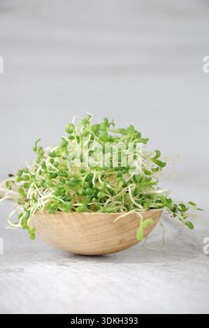 Nourriture, micro légumes verts à croissance rapide pour les salades toute l'année. Une poignée de germes de luzerne germés dans une cuillère en bois. Gros plan Banque D'Images