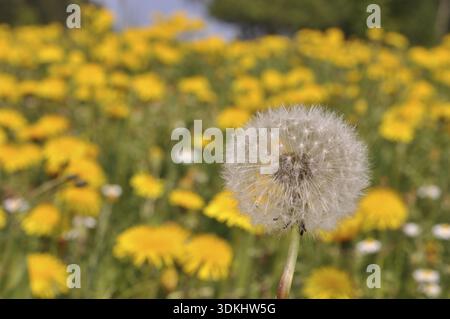 Prairie, pissenlit, graines, graines de pissenlit, nature, printemps, taraxacum, pissenlit, cowflower Banque D'Images