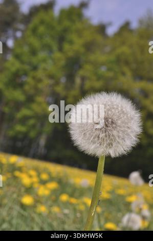 Prairie, pissenlit, graines, graines de pissenlit, nature, printemps, taraxacum, pissenlit, cowflower Banque D'Images