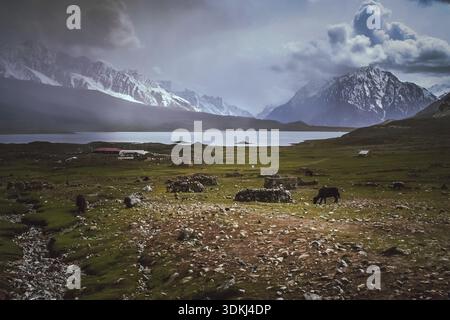 Animaux qui paissent sur les rives du lac Shandur, au sommet du col de Shandur, dans le nord du Pakistan Banque D'Images