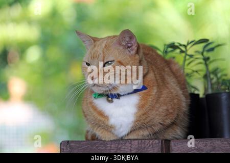 Chat tabby orange et blanc au gingembre assis sur une table en bois à côté de quelques plantes en pot Banque D'Images