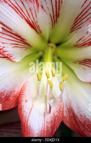 Gros plan d'une fleur rouge et blanche d'hippeastrum amaryllis Banque D'Images