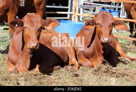 Deux bovins de vaches brunes couchés sur l'herbe dans une enceinte métallique Banque D'Images