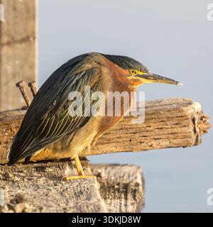 Green Heron pêche adulte à Shoreline Lake, comté de Santa Clara, Californie. Banque D'Images