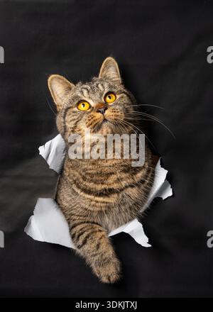 Grand beau chat tabby rampant à travers le trou sur fond de papier noir. Gros plan portrait en regardant vers le haut, espace de copie. Concept créatif d'animal de compagnie pour Adversi Banque D'Images