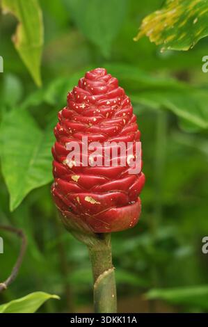 Gros plan torche Ginger Bud Tropical Garden photo Banque D'Images