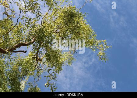 Branches de saule pleurant avec des feuilles vertes contre le ciel bleu et les nuages en été, Jiayuguan dans la province de Gansu en Chine Banque D'Images