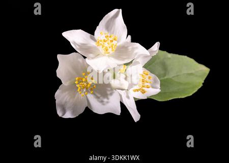 Belles fleurs blanches délicates de l'arbuste de jasmin, gros plan Banque D'Images