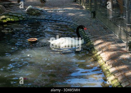 Un cygne à cou noir nageant dans un étang entouré de briques, avec d'autres canards en arrière-plan Banque D'Images