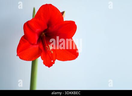 Gros plan de fleur rouge d'amaryllis ou d'Hippeastrum comme plante d'intérieur Banque D'Images