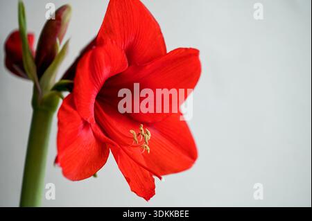 Gros plan de fleur rouge d'amaryllis ou d'Hippeastrum comme plante d'intérieur Banque D'Images