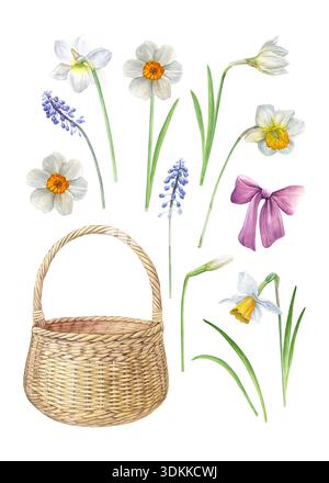 Ensemble botanique aquarelle avec jonquilles blanches, muscari bleu, ruban rose et panier en osier. Style doux peint à la main pour cartes de printemps, invitations Banque D'Images