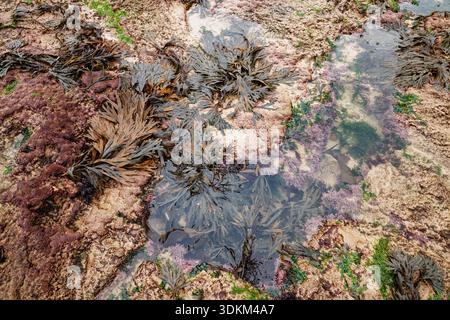 Gros plan d'un petit rockpool avec de nombreux fans d'algues sur les rochers à marée basse, plage de Scarborough, Yorkshire du Nord, Angleterre. Banque D'Images