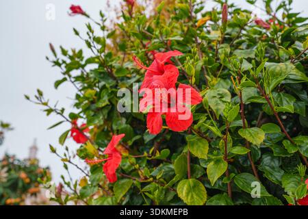 Buisson d'hibiscus luxuriant avec des fleurs rouges en gros plan Banque D'Images