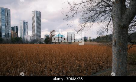 Étang Shinobazu dans le parc d'Ueno avec des zones humides couvertes de lotus, temple Bentendō, et des gratte-ciel modernes à Tokyo, Japon. Banque D'Images