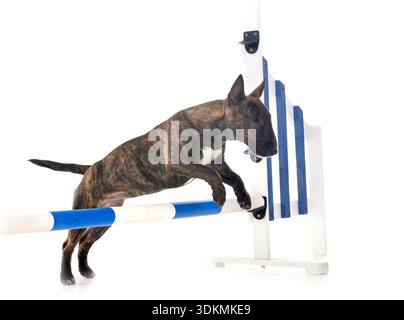 Bull Terrier miniature in front of white background Banque D'Images