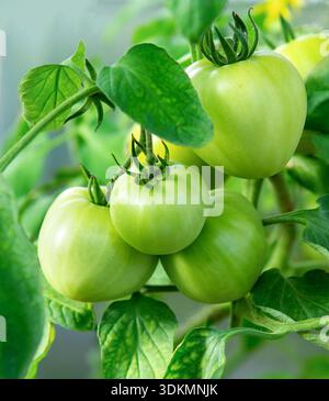 Tomates vertes. Tomates sur une branche dans le jardin. Bouquet de tomates vertes sur un buisson. Banque D'Images
