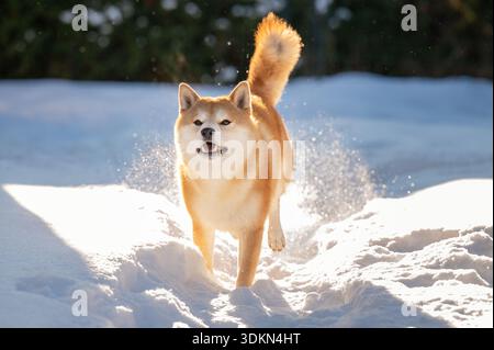 Chien Shiba Inu joyeux courant énergiquement dans la neige profonde avec pulvérisation de poudre autour Banque D'Images