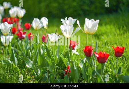 Tulipes rouges et blanches fleurissant dans l'herbe verte fraîche par un jour ensoleillé de printemps. Nature saisonnière fond, concept de croissance et de renouvellement. Banque D'Images