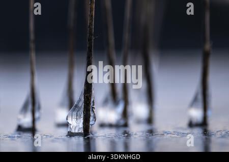 Gros plan de gouttes de glace sur des tiges de roseau, lac gelé, Finlande Banque D'Images