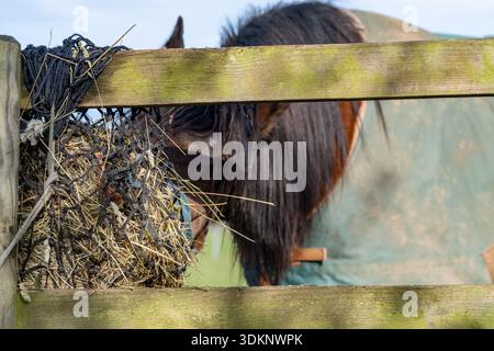 Gros plan d'un cheval mangeant du foin dans une mangeoire avec un effet de flou intentionnel Banque D'Images