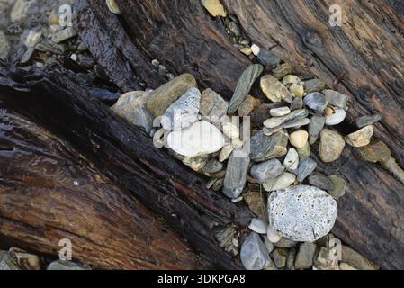 Bois, pierres, mer, plage, bord de mer, nature morte, nature, vieux bois, cailloux, cailloux, cailloux, vague, vagues, eau, rivage Banque D'Images