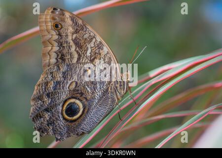 Gros plan du papillon commun Morpho (Morpho peleides) perché sur une feuille dans l'atrium du papillon Banque D'Images