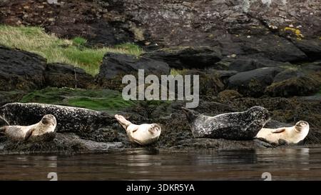 Phoques reposant sur les rochers le long de la rive du Loch Goil en Écosse, avec une eau calme et un environnement côtier accidenté. Banque D'Images