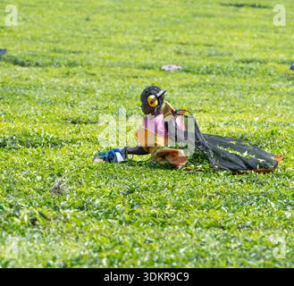 Ouvrier récoltant des feuilles de thé dans une plantation de thé à Kericho, au Kenya Banque D'Images
