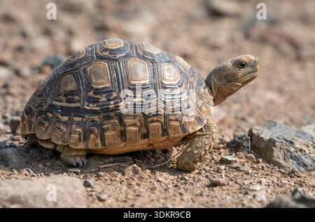 Tortue africaine (Centrochelys sulcata), également appelée tortue sulcata traversant la route dans la réserve naturelle du lac Bogoria, au Kenya Banque D'Images